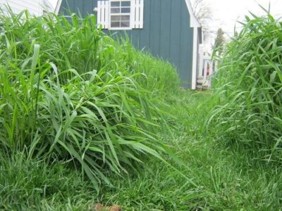Benefits of Planting Cover Crops Image